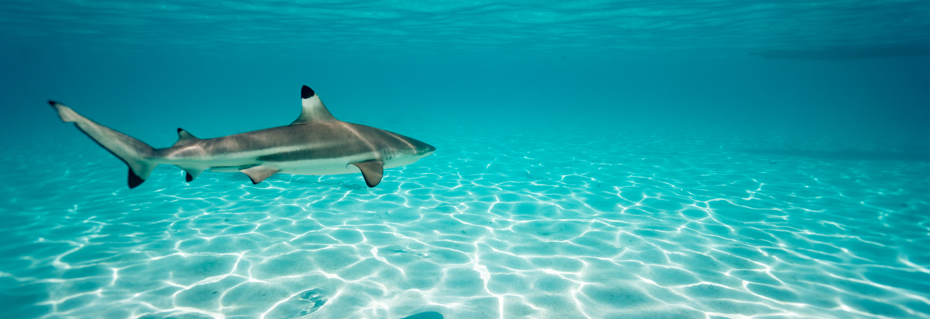 Shark Banner 3157x1082